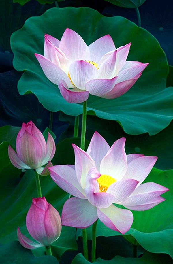 lotus-benefits